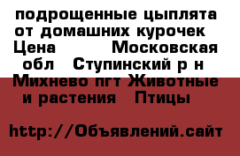 подрощенные цыплята от домашних курочек › Цена ­ 150 - Московская обл., Ступинский р-н, Михнево пгт Животные и растения » Птицы   